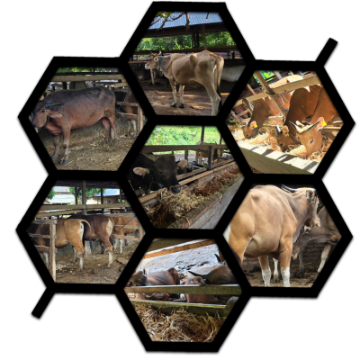 Home farm III